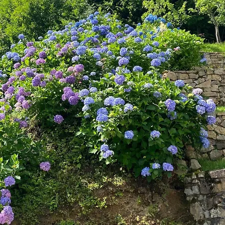 Nonni Ciupei N4 公寓
